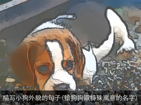 描写小狗外貌的句子(给狗狗取特殊寓意的名字)