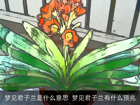梦见君子兰是什么意思 梦见君子兰有什么预兆