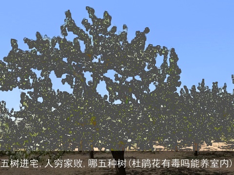 五树进宅,人穷家败,哪五种树(杜鹃花有毒吗能养室内)