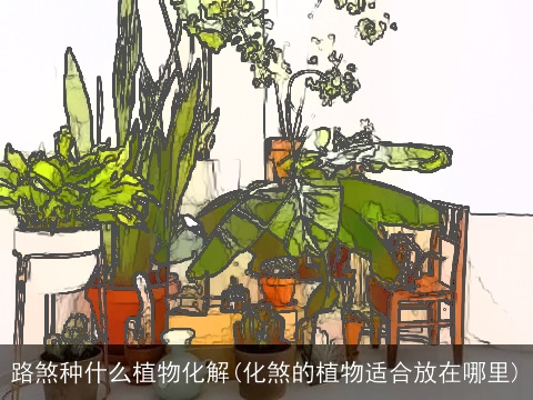 路煞种什么植物化解(化煞的植物适合放在哪里)