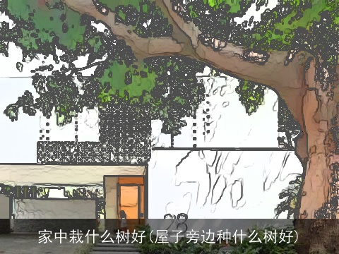 家中栽什么树好(屋子旁边种什么树好)