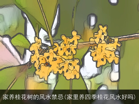家养桂花树的风水禁忌(家里养四季桂花风水好吗)