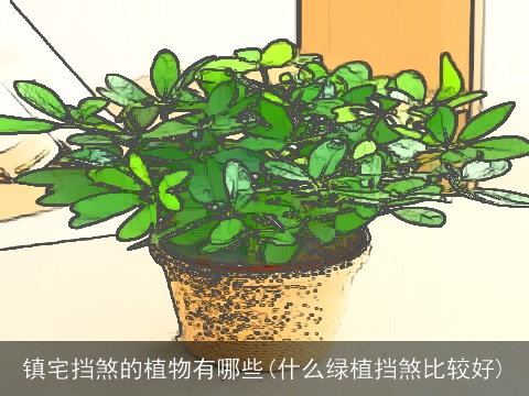 镇宅挡煞的植物有哪些(什么绿植挡煞比较好)