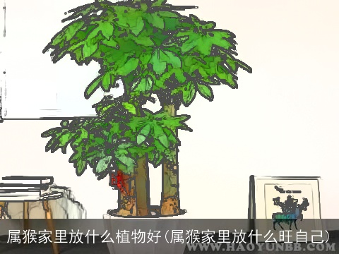 属猴家里放什么植物好(属猴家里放什么旺自己)