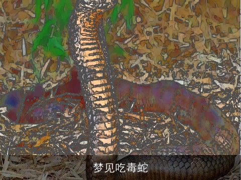 梦见吃毒蛇