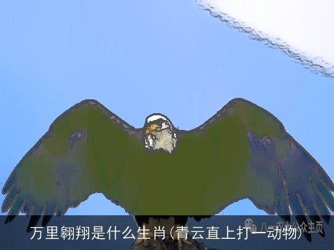万里翱翔是什么生肖(青云直上打一动物)