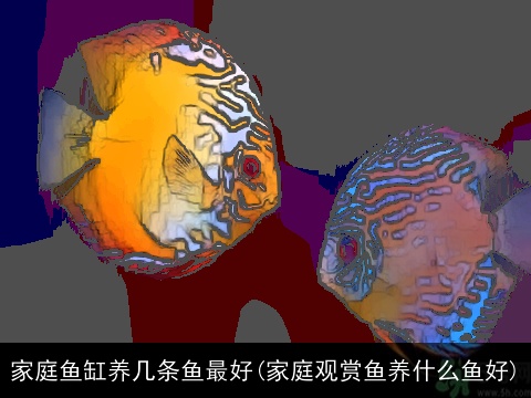 家庭鱼缸养几条鱼最好(家庭观赏鱼养什么鱼好)