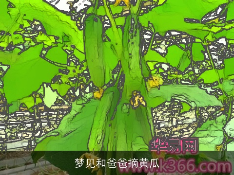 梦见和爸爸摘黄瓜