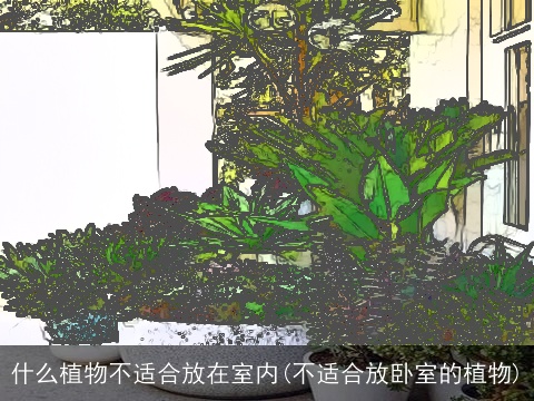 什么植物不适合放在室内(不适合放卧室的植物)