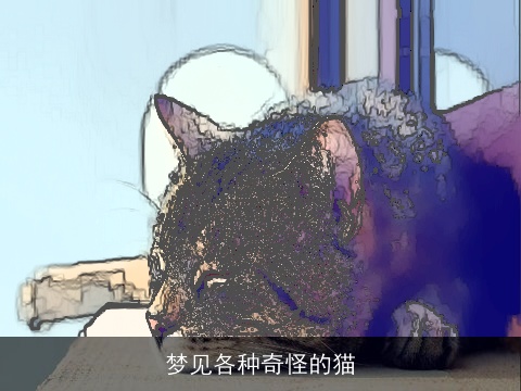 梦见各种奇怪的猫