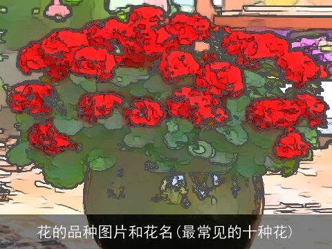 花的品种图片和花名(最常见的十种花)