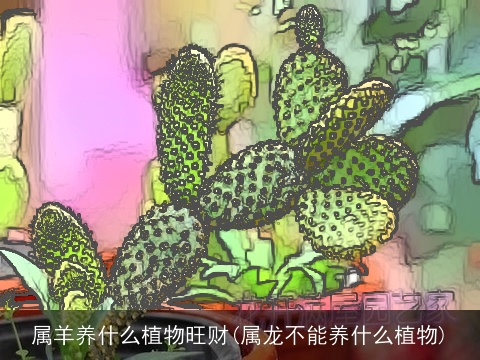 属羊养什么植物旺财(属龙不能养什么植物)