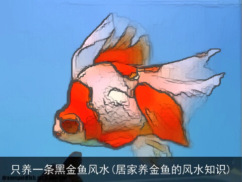 只养一条黑金鱼风水(居家养金鱼的风水知识)