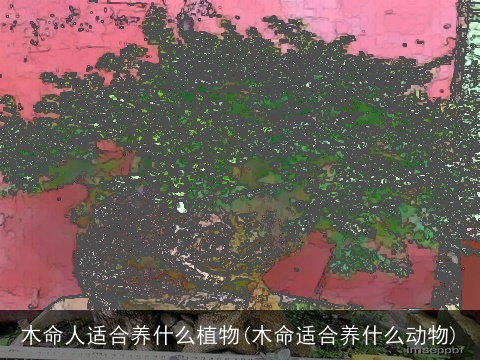 木命人适合养什么植物(木命适合养什么动物)