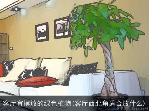 客厅宜摆放的绿色植物(客厅西北角适合放什么)