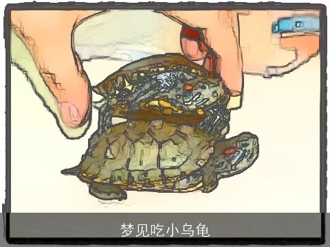 梦见吃小乌龟