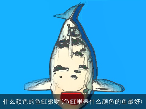 什么颜色的鱼缸聚财(鱼缸里养什么颜色的鱼最好)