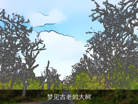梦见古老的大树