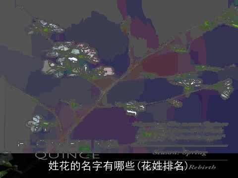 姓花的名字有哪些(花姓排名)