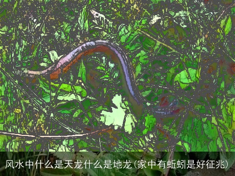 风水中什么是天龙什么是地龙(家中有蚯蚓是好征兆)