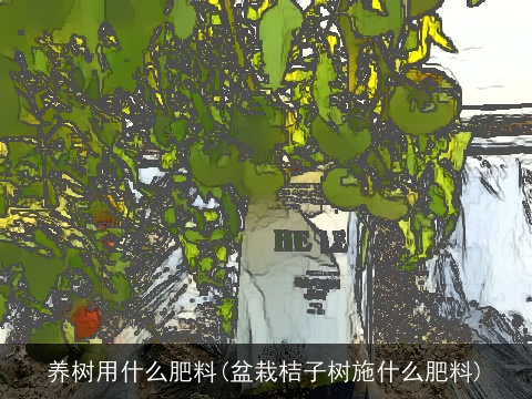 养树用什么肥料(盆栽桔子树施什么肥料)