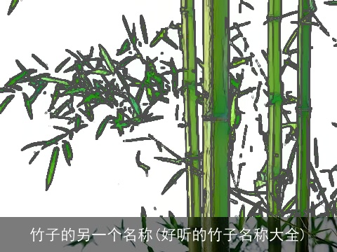 竹子的另一个名称(好听的竹子名称大全)