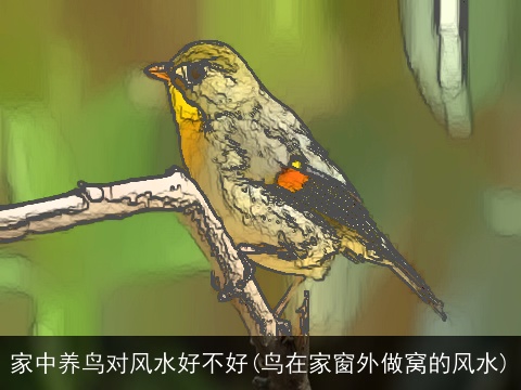 家中养鸟对风水好不好(鸟在家窗外做窝的风水)