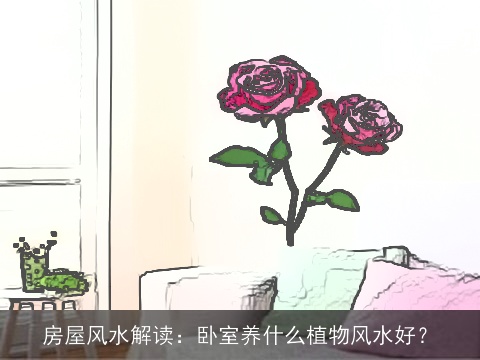 房屋风水解读：卧室养什么植物风水好？
