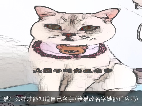 猫怎么样才能知道自己名字(给猫改名字她能适应吗)