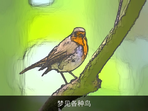 梦见各种鸟
