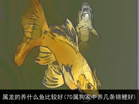 属龙的养什么鱼比较好(70属狗家中养几条锦鲤好)