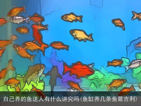 自己养的鱼送人有什么讲究吗(鱼缸养几条鱼最吉利)