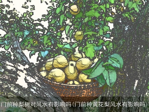 门前种梨树对风水有影响吗(门前种黄花梨风水有影响吗)