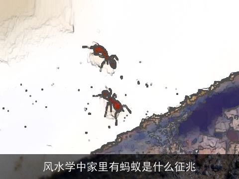 风水学中家里有蚂蚁是什么征兆