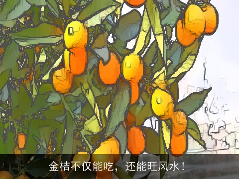 金桔不仅能吃，还能旺风水！