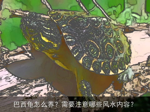 巴西龟怎么养？需要注意哪些风水内容？