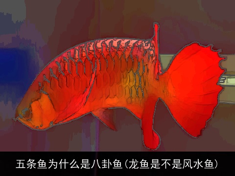 五条鱼为什么是八卦鱼(龙鱼是不是风水鱼)