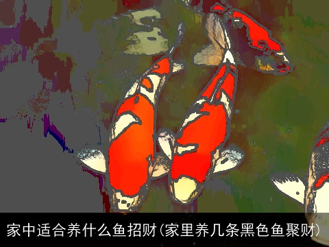 家中适合养什么鱼招财(家里养几条黑色鱼聚财)