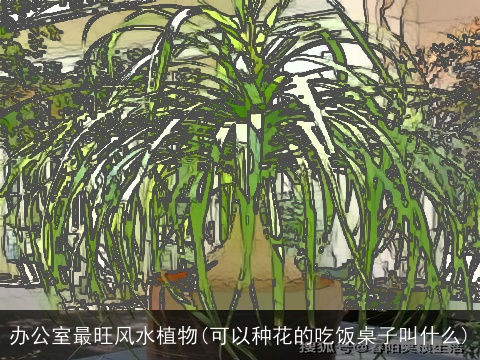 办公室最旺风水植物(可以种花的吃饭桌子叫什么)