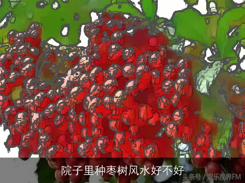 院子里种枣树风水好不好