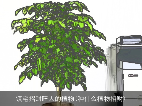 镇宅招财旺人的植物(种什么植物招财)