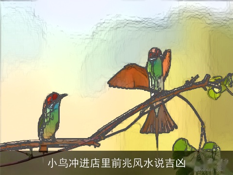 小鸟冲进店里前兆风水说吉凶