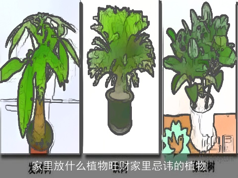 家里放什么植物旺财家里忌讳的植物