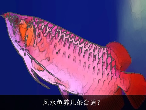 风水鱼养几条合适？